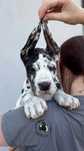 Gotowy na nowy dom. Wyjatkowy dog niemiecki FCI arlekin