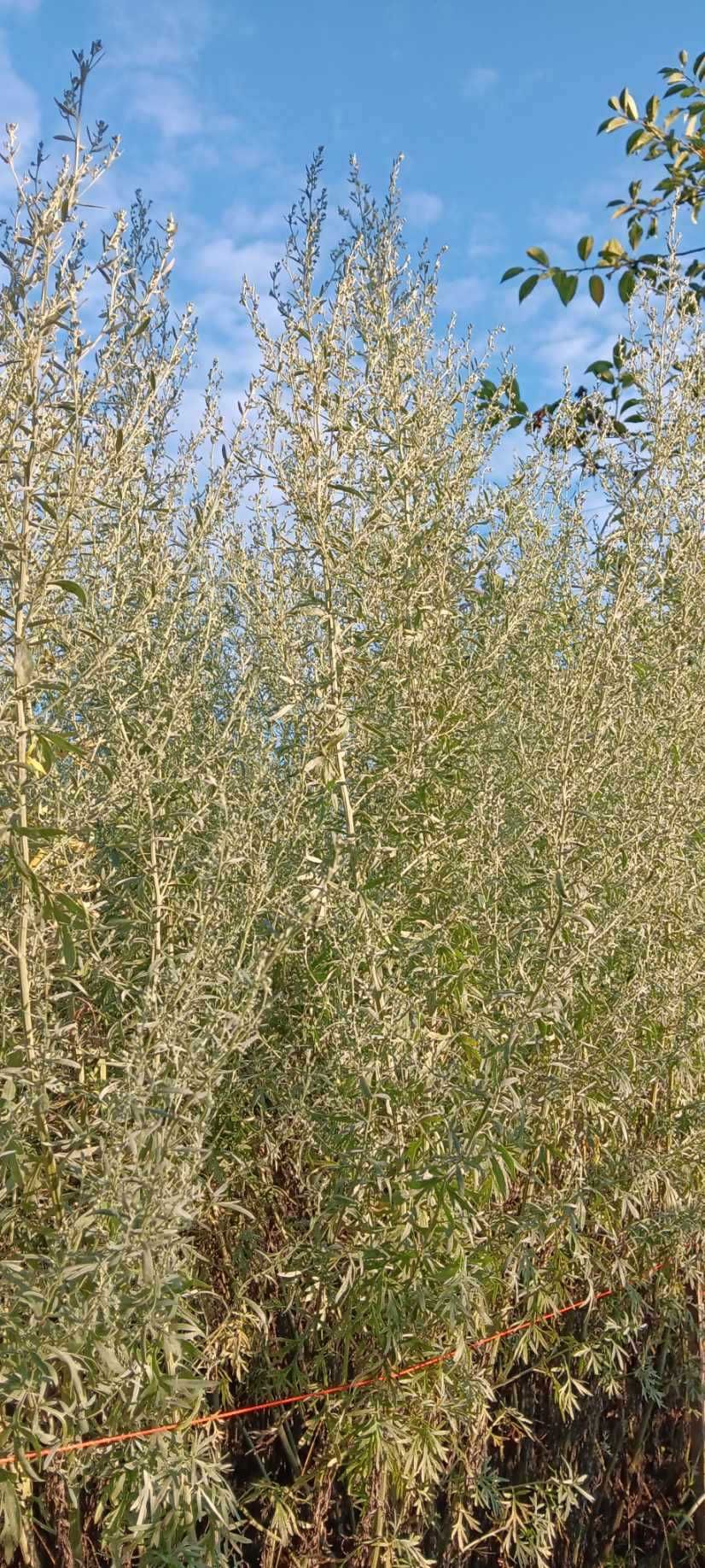 Ziele bylicy piołun 1KG Eko(niesuszone) CZYSTA NATURA
