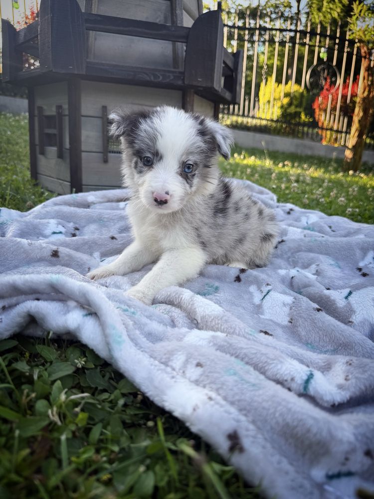 „BAXTER” Piesek BLUE MERLE Border Collie