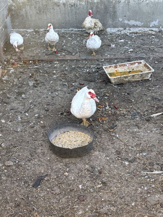 Vendo Patos mudos vivos