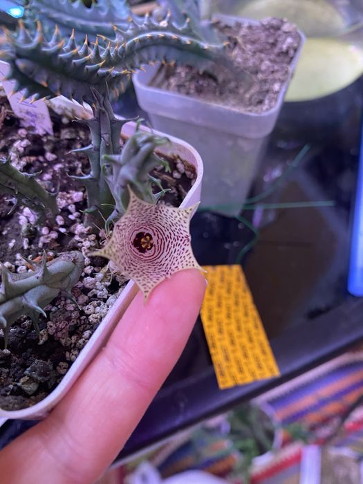 Гуэрния, ластовневые. Гуернія Ольга. Орбея, стапелія