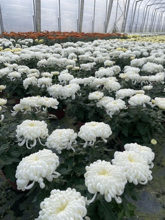 Chryzantemy grubokwiatowe