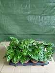 Monstera obliqua  35cm WYSYŁKA