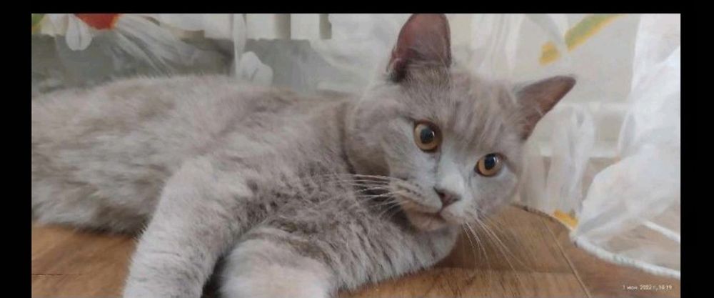 Котик Скотіш страйт запрошує кішечку