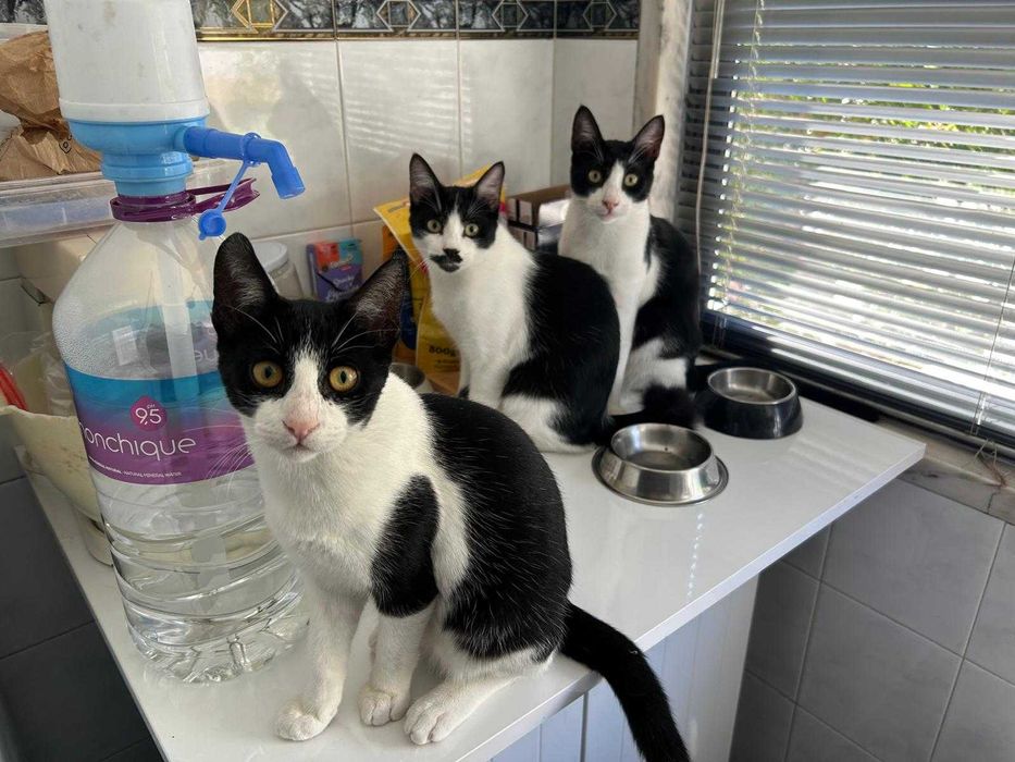 Gatos juniores para adoção consciente