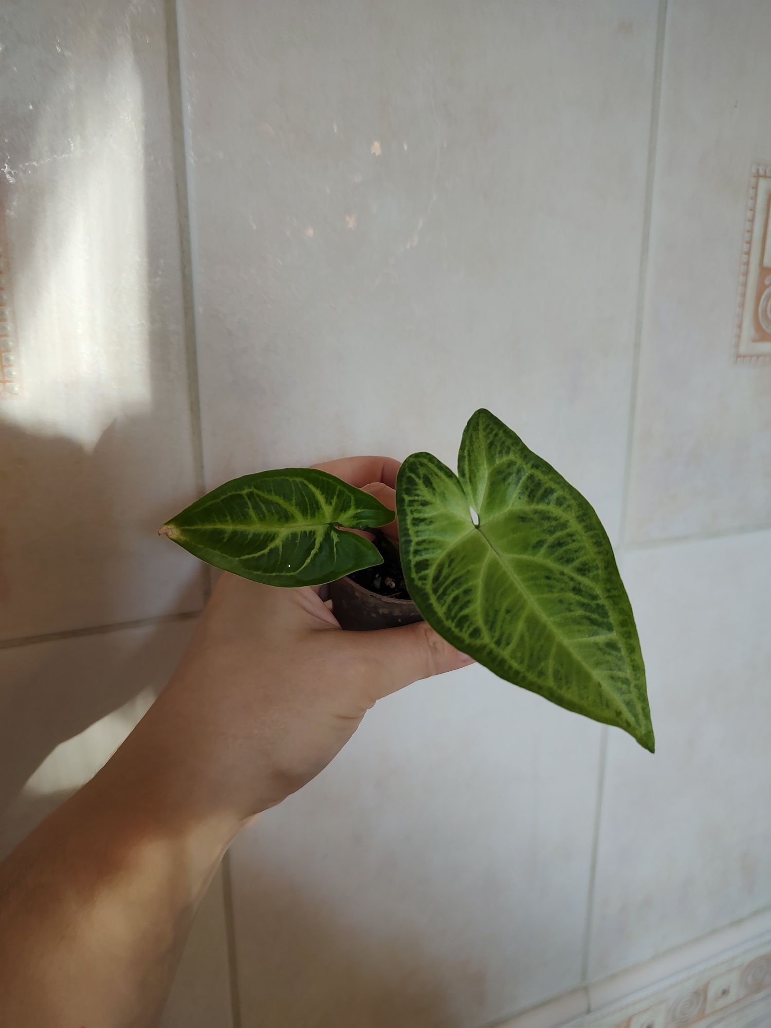 Syngonium do kolekcji