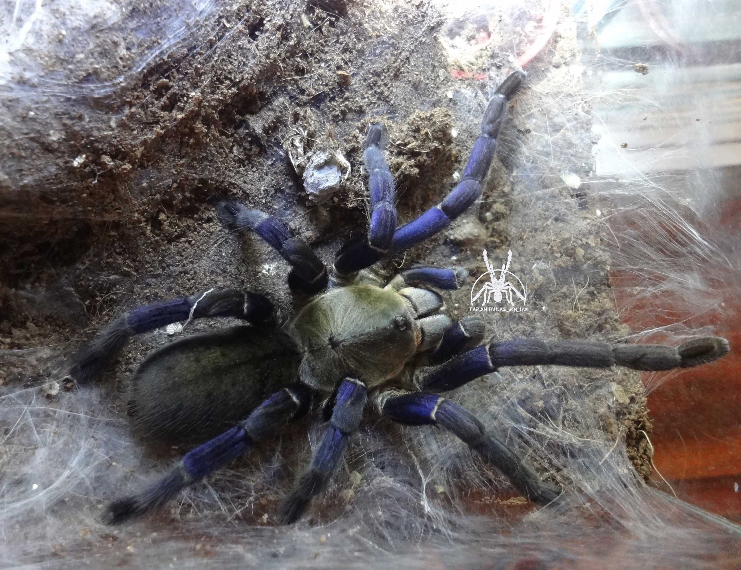 Паук Cyriopagopus lividus (ex Haplopelma lividum), самка