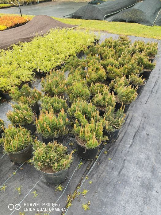 Kosodrzewina Pumilio