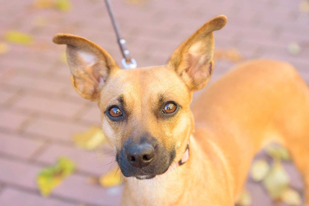 FREEKA - młodziutka, niewielka i milutka sunia