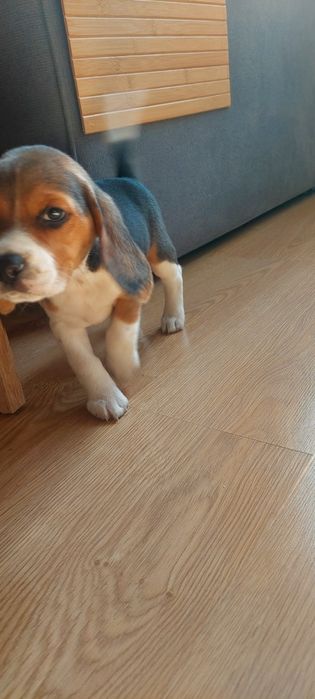 BEAGLE maluszek-