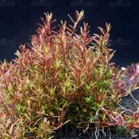 Rotala colorata, czerwona roślina, wysyłka