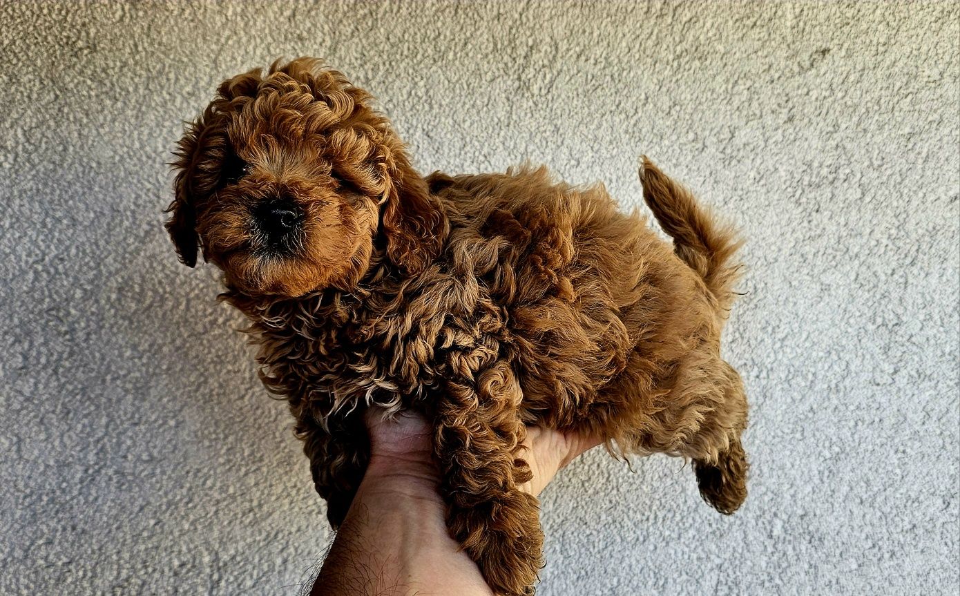 Bichpoo maltipoo piesek z Super Lokiem