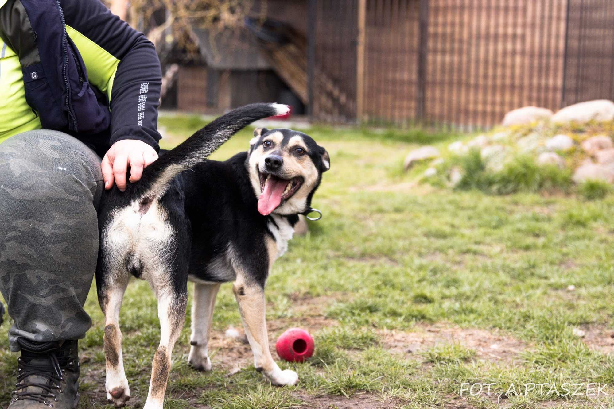 Rico - trzyletni piesek do adopcji