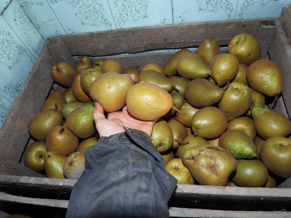 Груша зимова Бере Боск (лот 10кг велика)