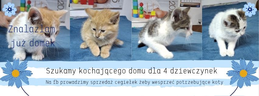 Koteczki do oddania