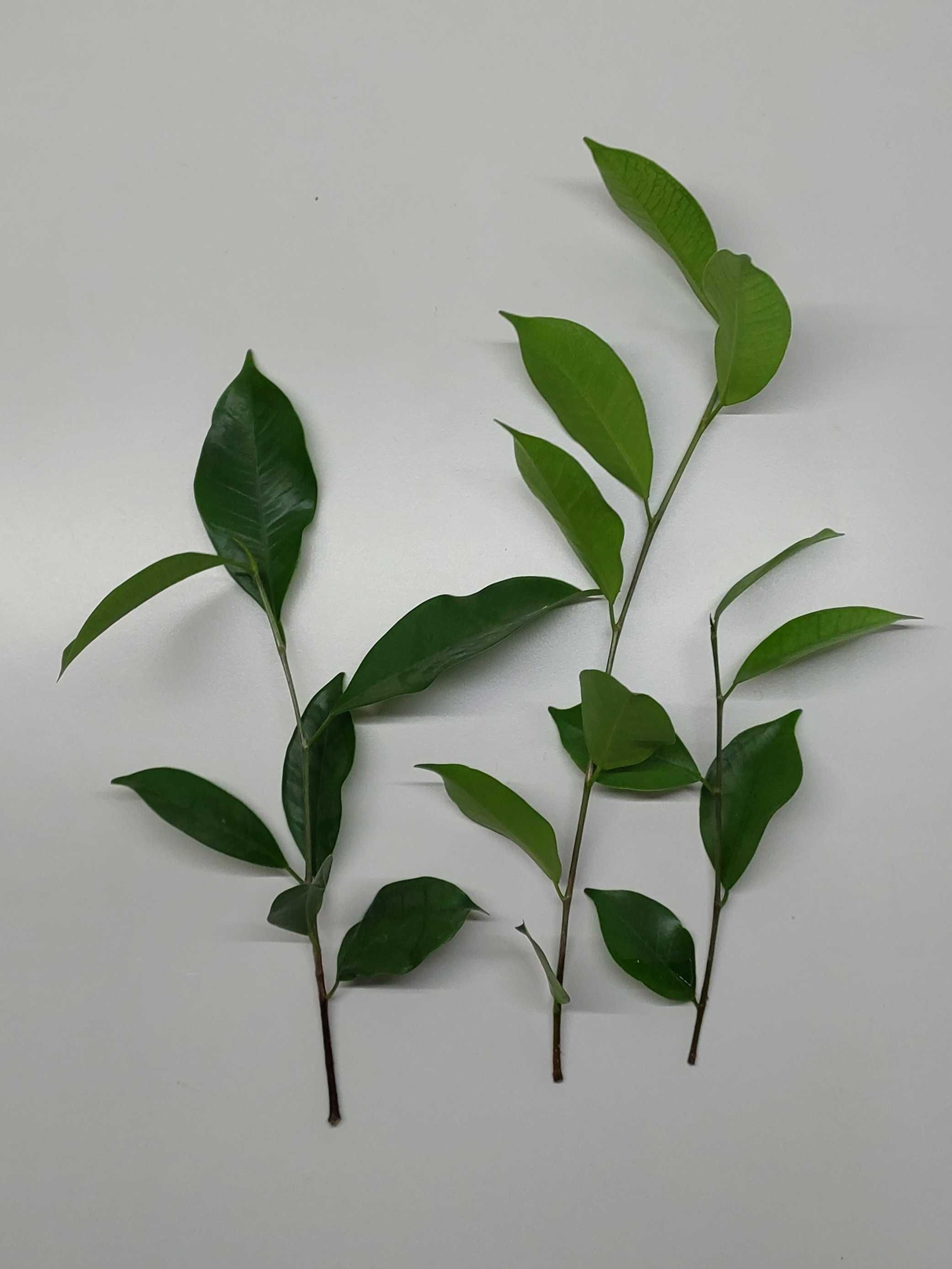 3 szt. szczepka odnóżka aplegra figowiec Ficus Microcarpa Fikus Tępy
