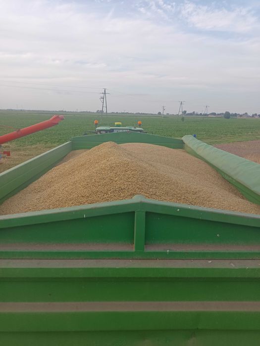 Sprzedam Owies 50 Ton