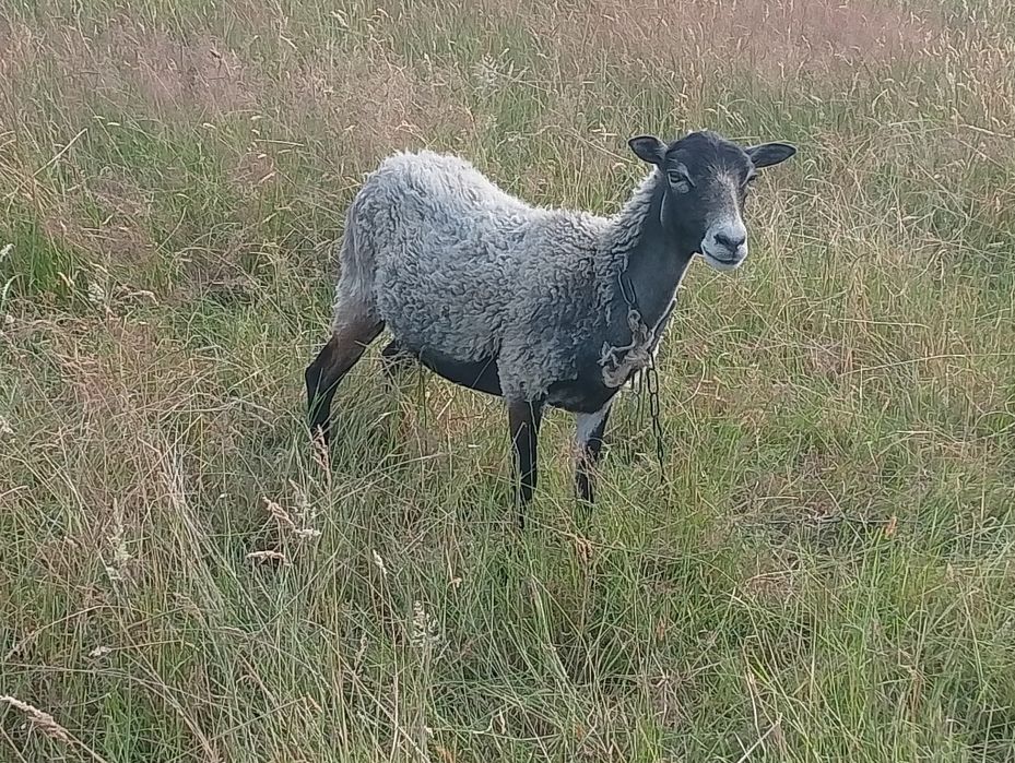 Sprzedam owce kameruńskie i wrzosówki