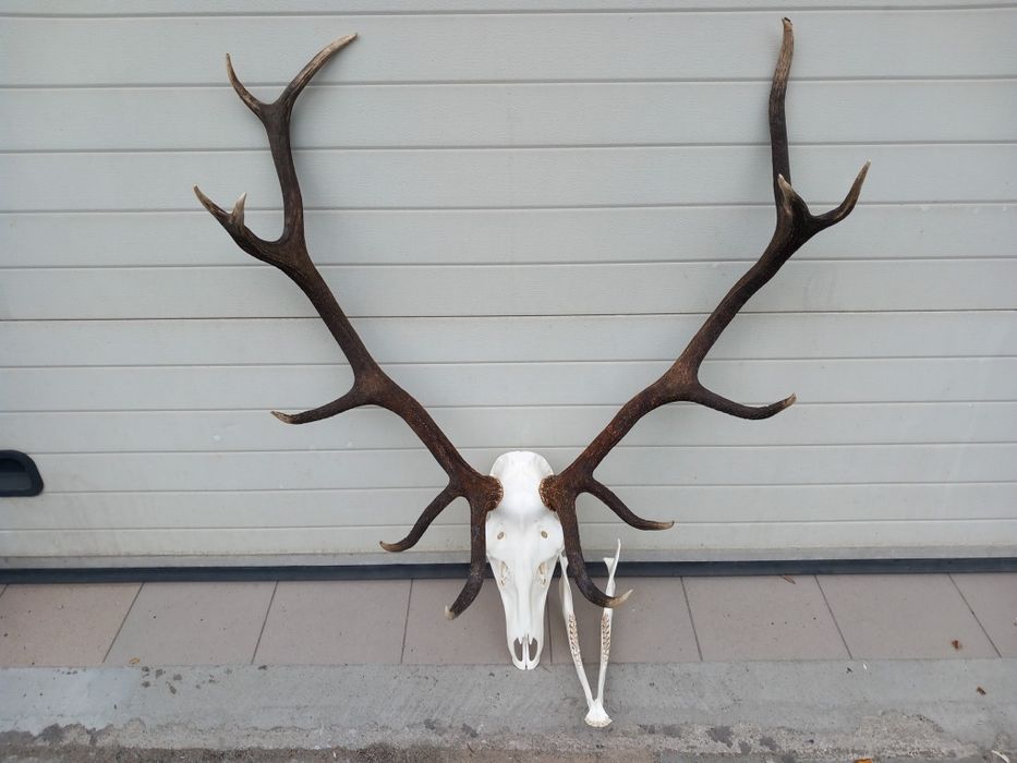 Poroże, Byk, Wieniec, Jeleń, Rogi, Czternastak