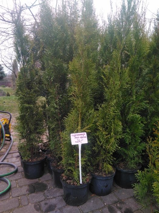 Thuja Smaragd 150 - 170 cm w Donicy max przyjec Z PODLASIA DOWOZIMY