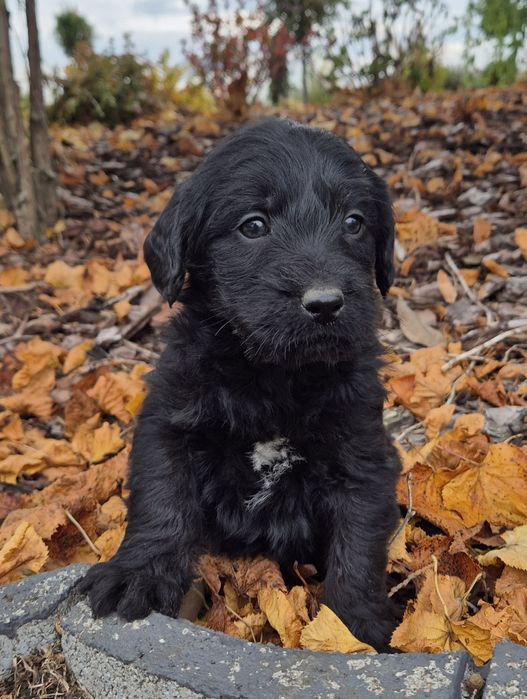 Mini Labradoodle Samczyk