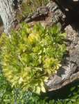 Sempervinium, suchotnik ogrodowy