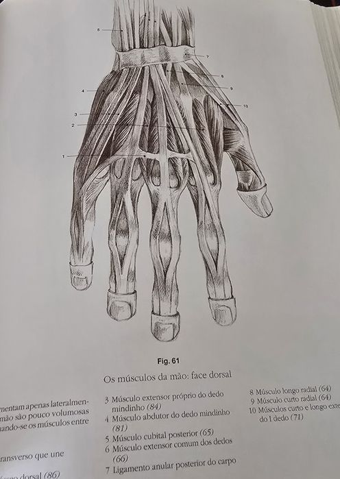 Curso de desenho anatómico 


DESENHO ANATÔMICO
SER HUMANO