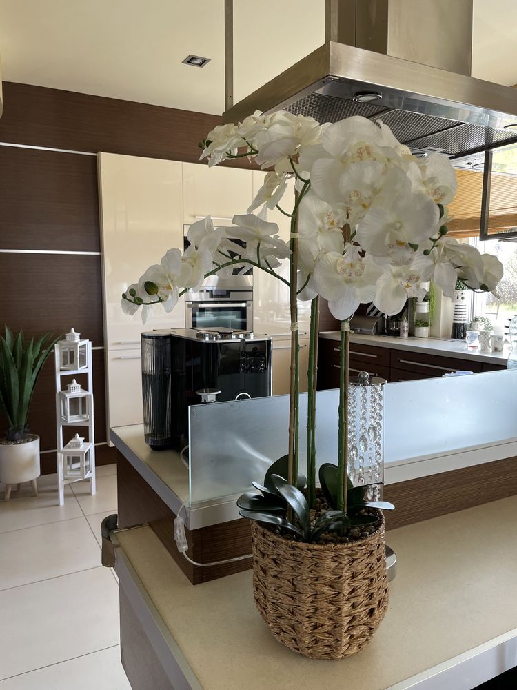 Storczyk orchidea stroik home&you xxl