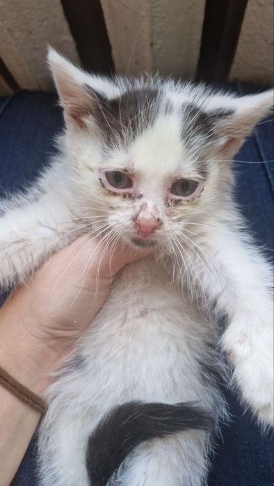 Віддам 1-3 кошенят у добрі руки