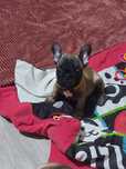 Buldog francuski sunia