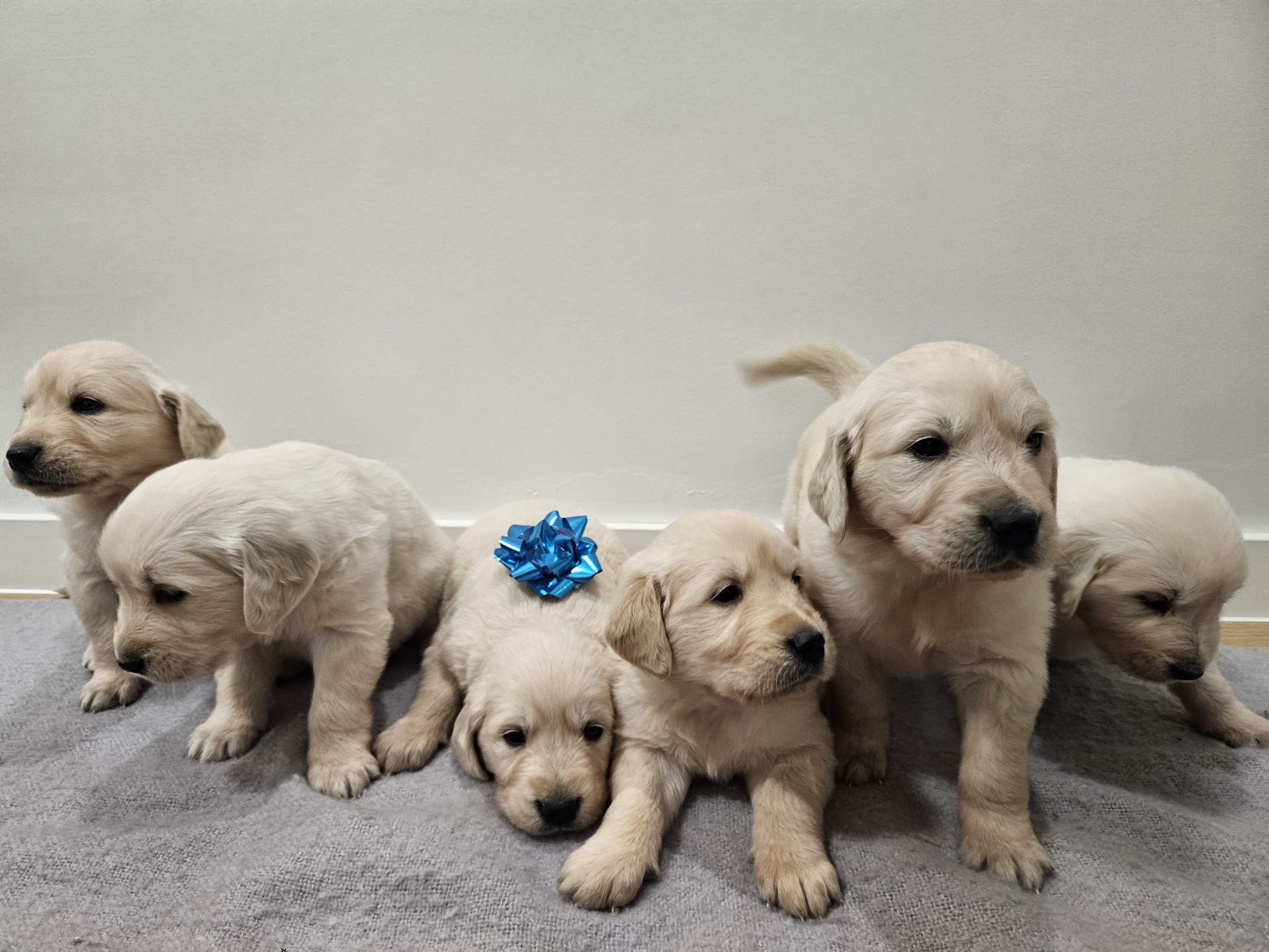 Golden retriever piesek z rodowodem