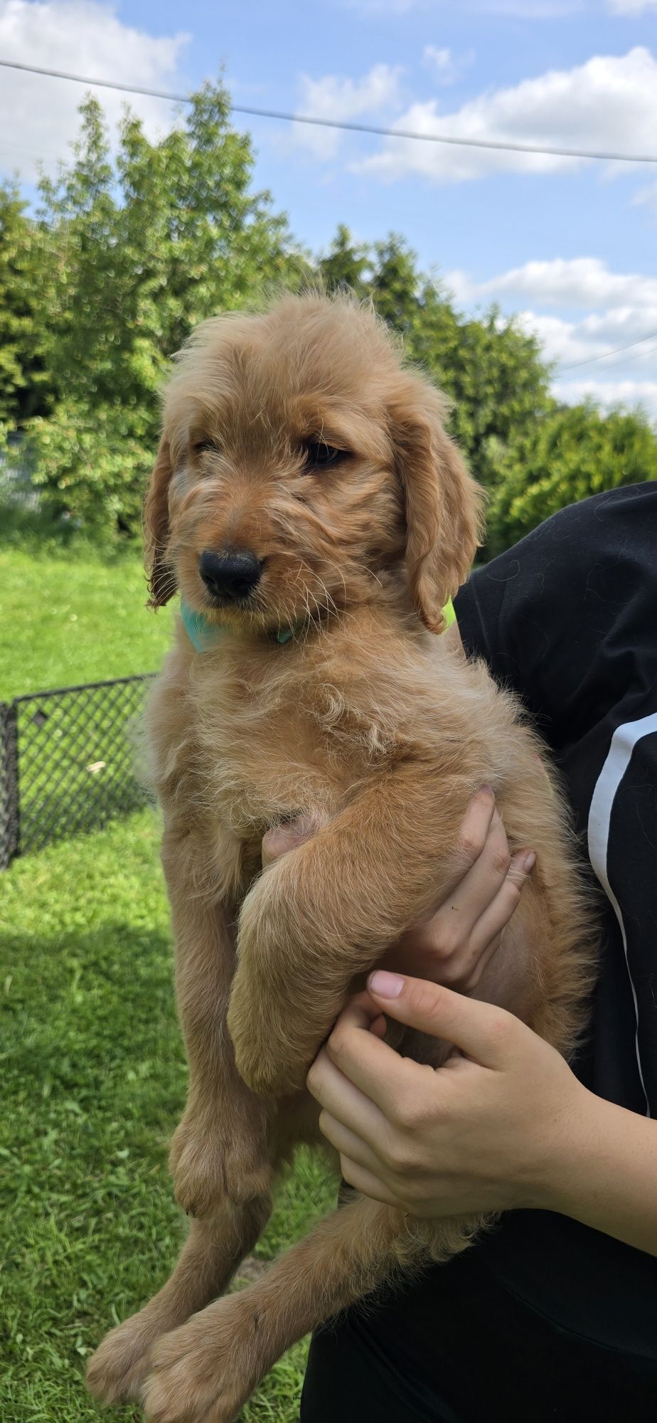 Goldendoodle f1 standard piesek