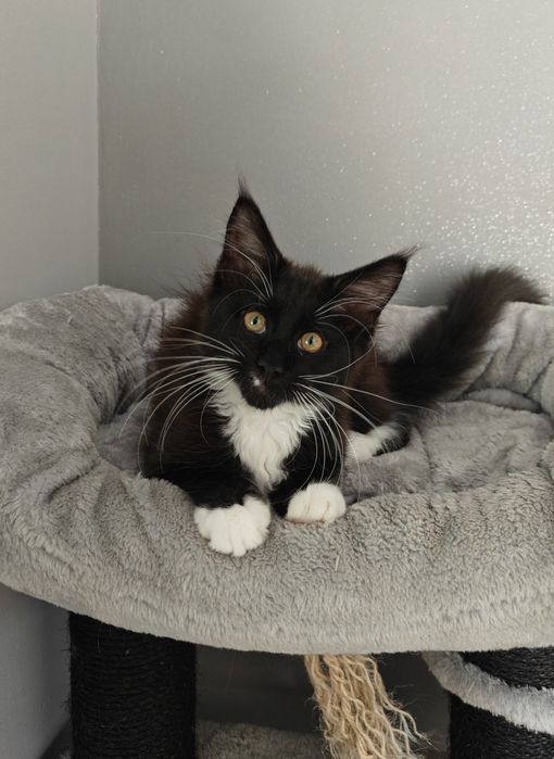 Kotka Maine Coon gotowa na zmianę domku