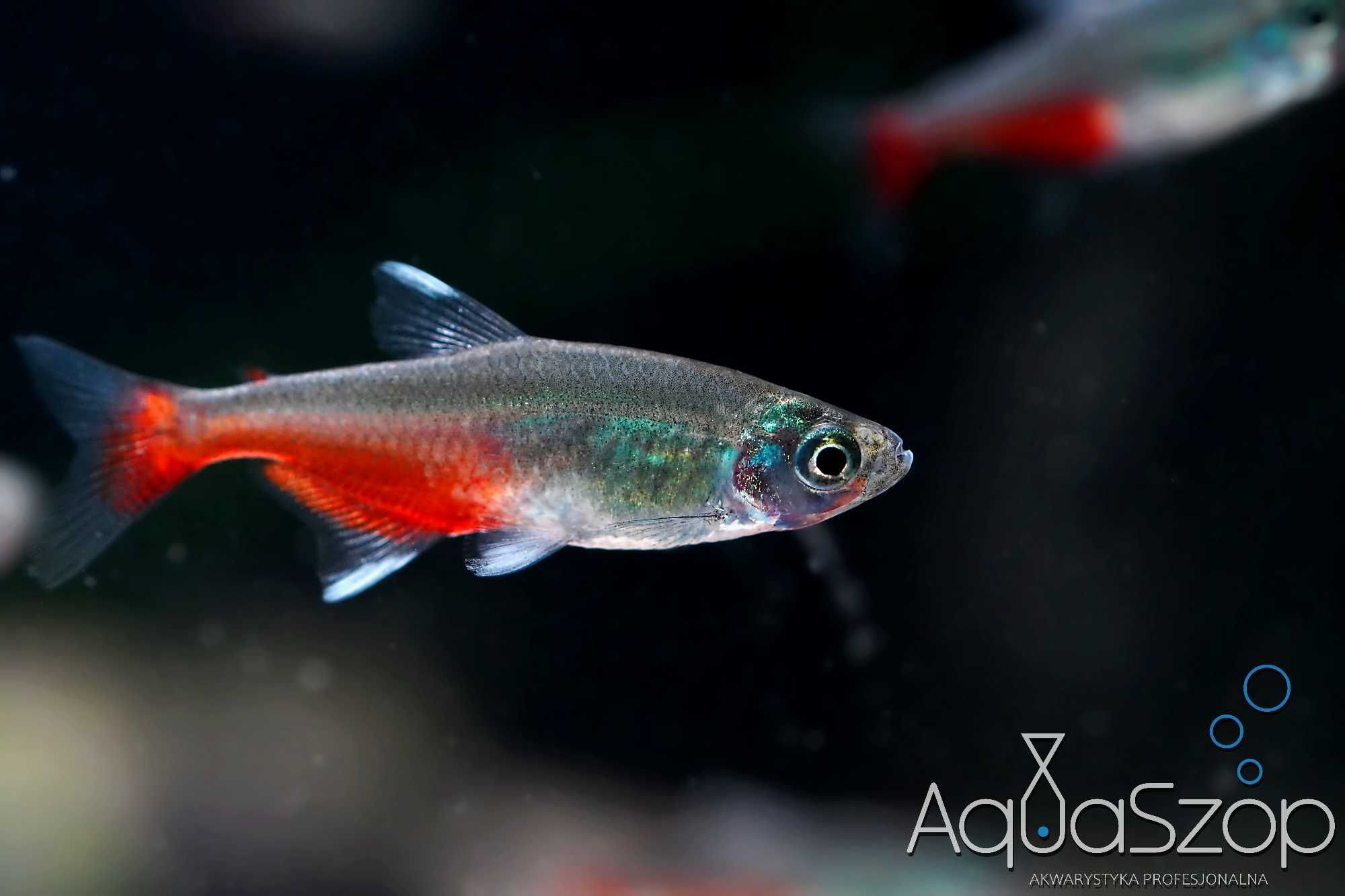Żwawik Rathbuniego ( Aphyocharax rathbuni ) - AQUASZOP