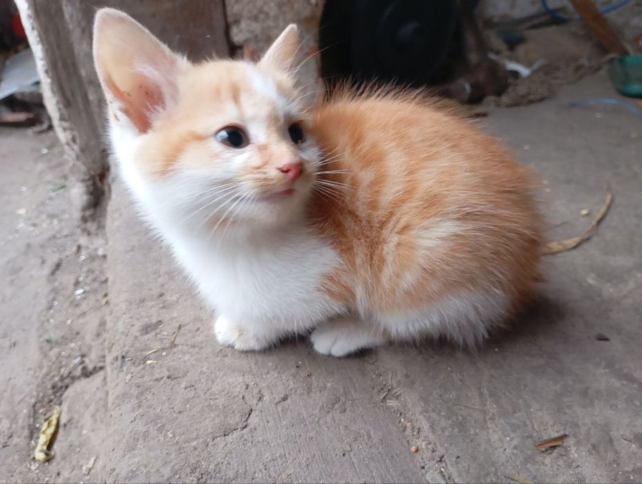 Вiддам чудове кошеня