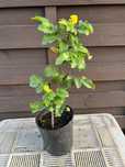 Sadzonka mahonii