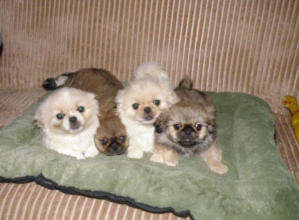 Pekińczyki - urocza suczka