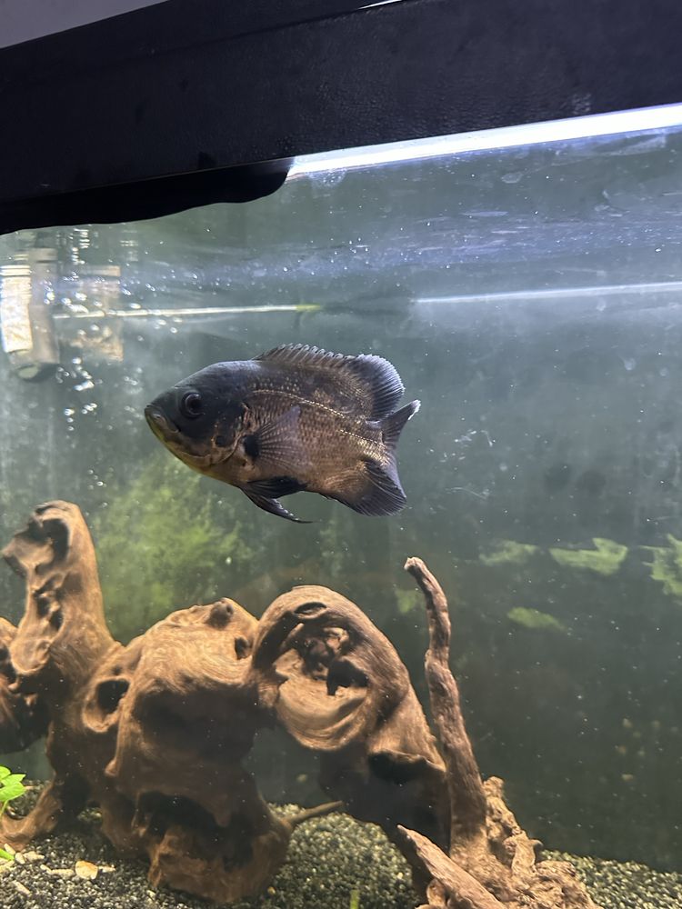 Oscar e polypterus endlicheri