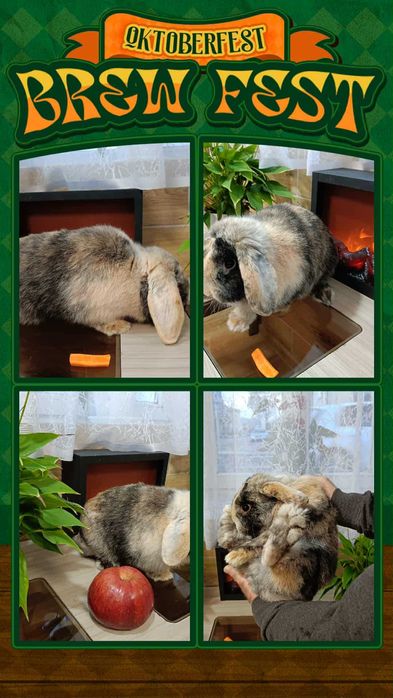 Mini Lopy baranki królik karzełek .Hodowla zarejestrowana KZHK