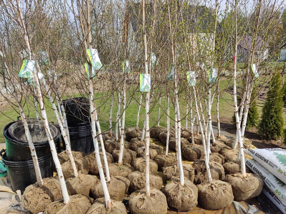 Brzoza Doorenbos - 2m - 6m duże sadzonki najbielsza kora - transport !