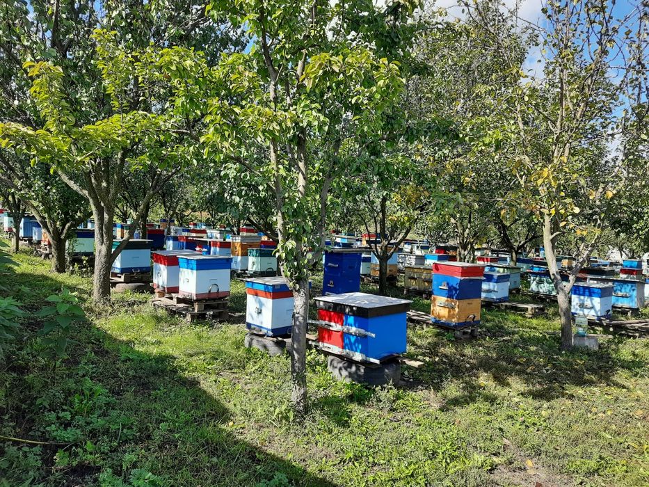 Мед 2025 року із своєї пасіки