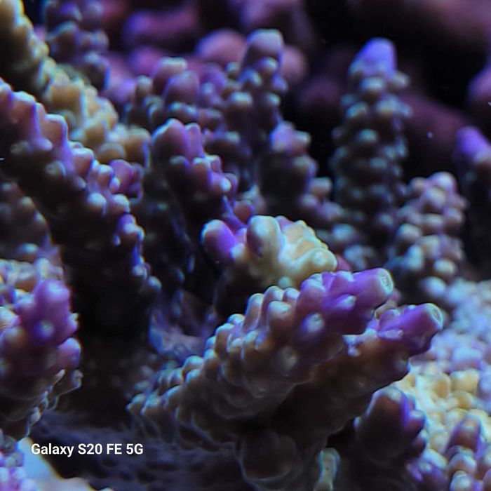 Acropora szczepki Mysłowice Woj.Śląskie