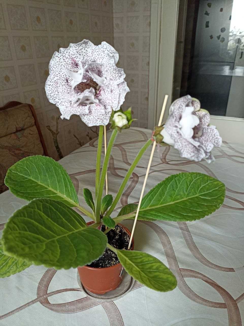 Глоксиния  махровая.