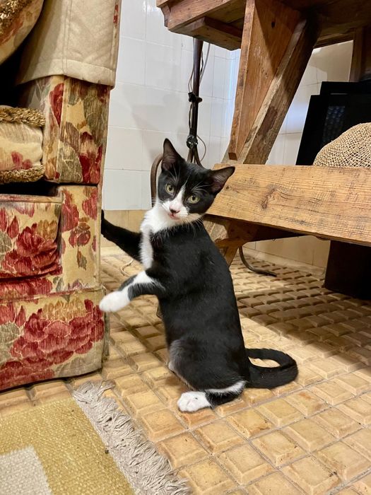 Chaplin com 4 meses procura uma família para a vida