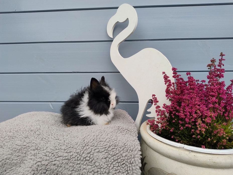 Sprzedam karzełka Teddy