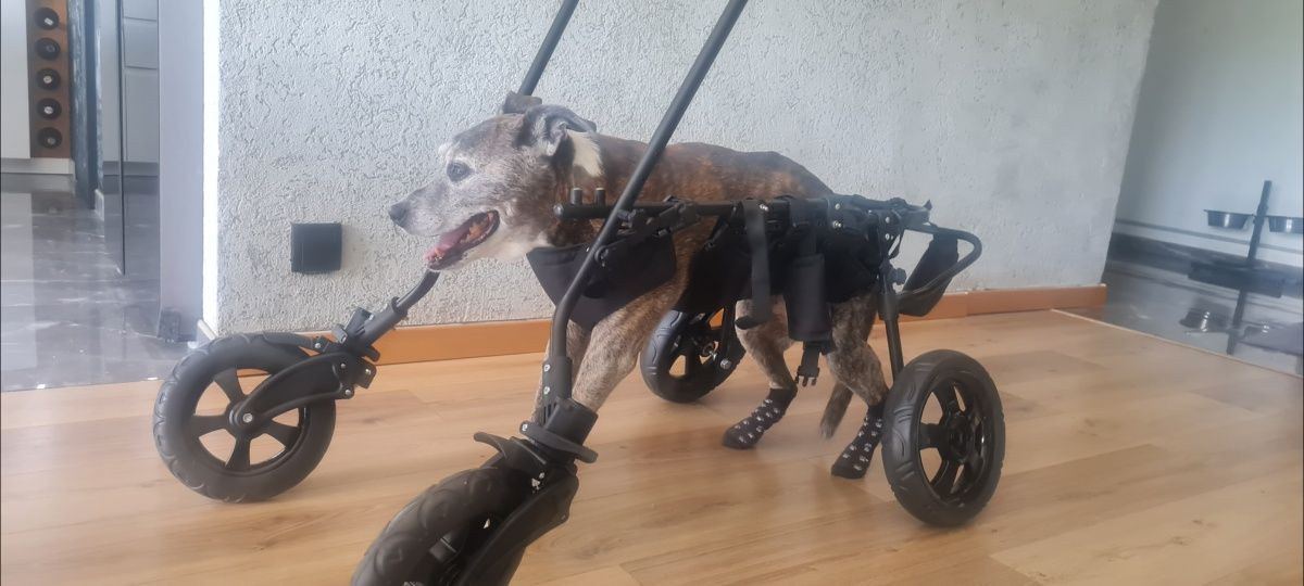 Wózek rehabilitacyjny iwalidzki dla psa