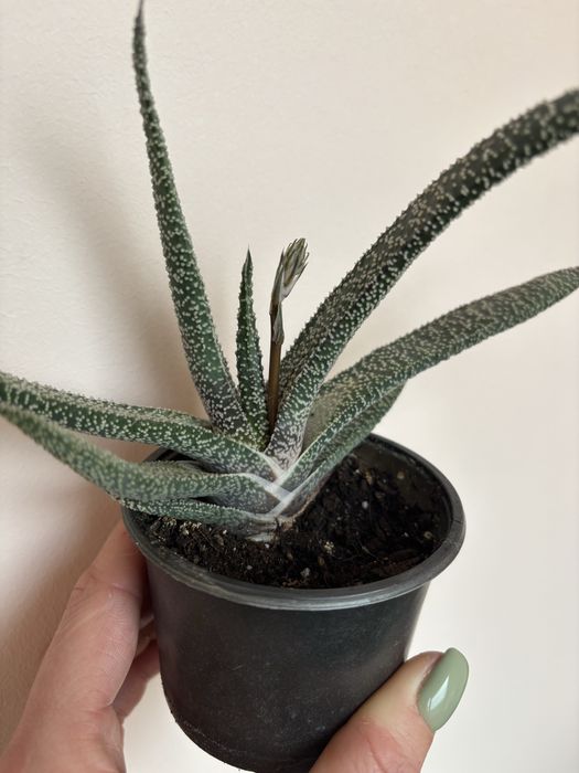 Гастерія з квітоносом