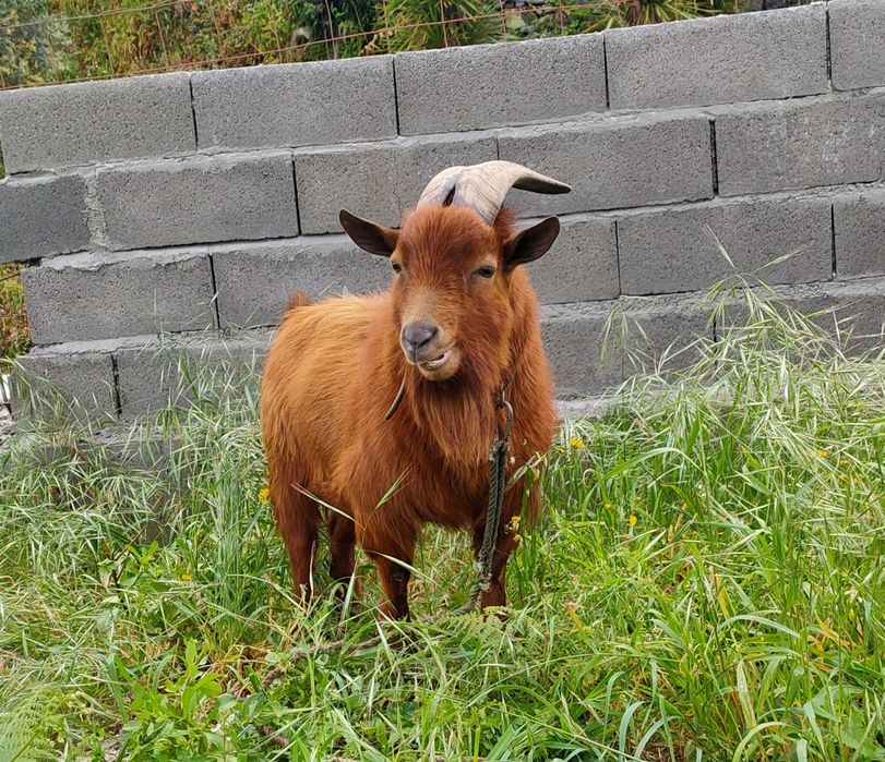 Cabras anãs (macho e fêmea)