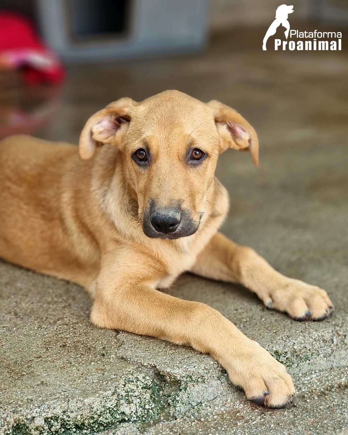 ELVIS - Cãozinho Bebe para Adoção