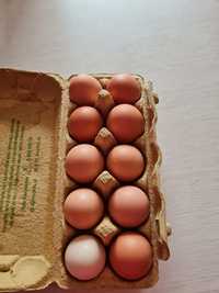 Домашние яйца куриные
